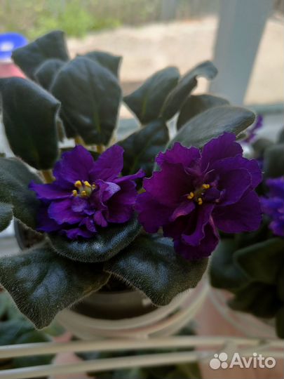 Фиалка Шансон