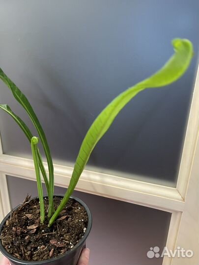 Папоротник нифидиум толстолистный