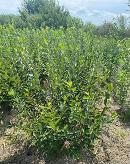 Кизильник блестящий оптом