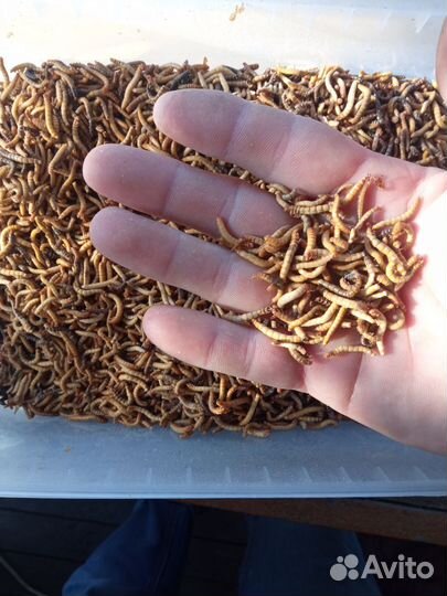 Заморозка, сверчок, лич. мучник, чёрная львинка