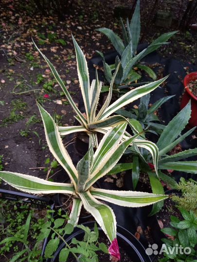 Агава голубая