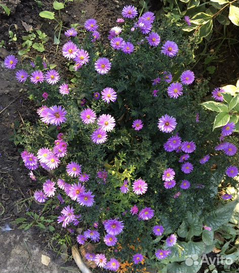 Астра (сентябринки многолетние)