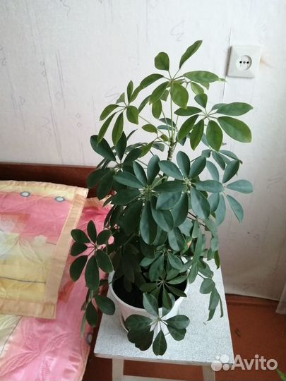 Домашние цветы - фикусы, шефлеры и др