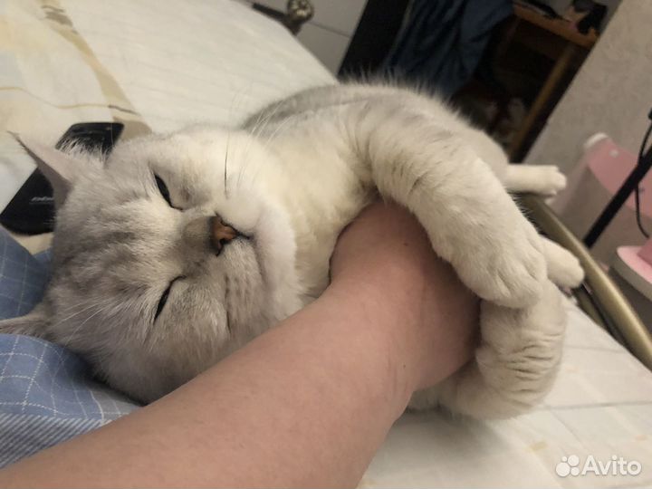 Британский кот Мэрс ждет свою принцессу