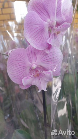 Орхидея фаленопсис