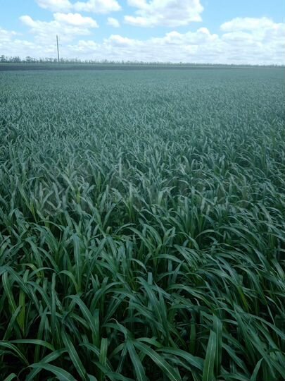 Участок 30 га (СНТ, ДНП)