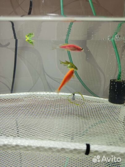 Аквариумные рыбки данио