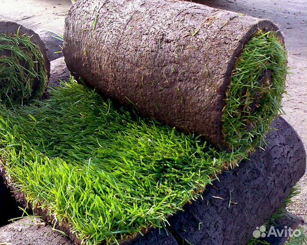 Рулонный газон в Самаре купить в Самаре | Товары для дома и дачи | Авито