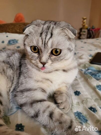 Кошка