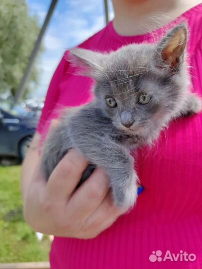 Котенок мальчик