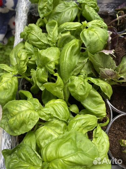 Рассада базилик