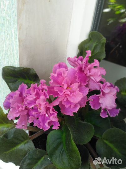 Фиалка (Сенполия)