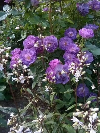 Саженцы роз для контейнерного озеленения