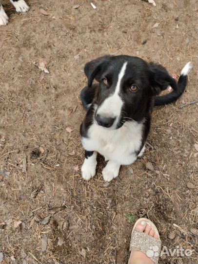 Щенки в добрые руки