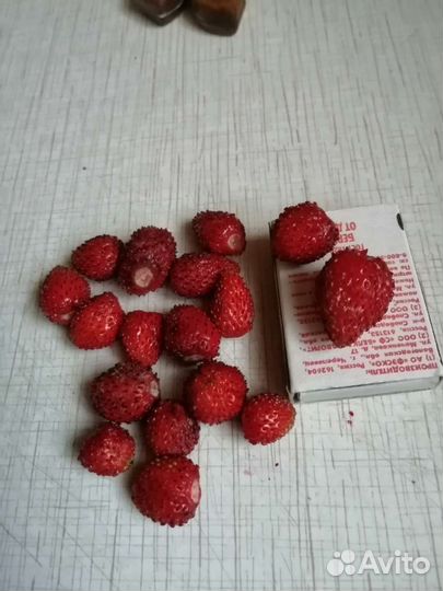 Ремонтантная земляника