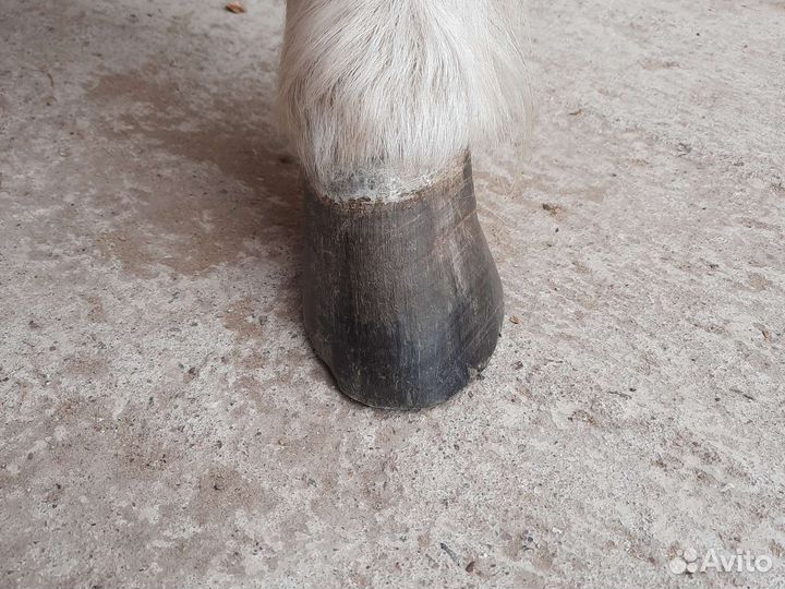 Расчистка, ковка копыт лошадей, пони, ослики, коз