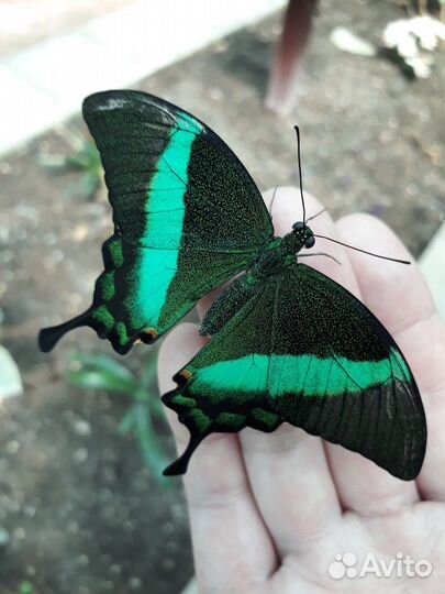 Фермы с Бабочками: Вдохновение для Малышей