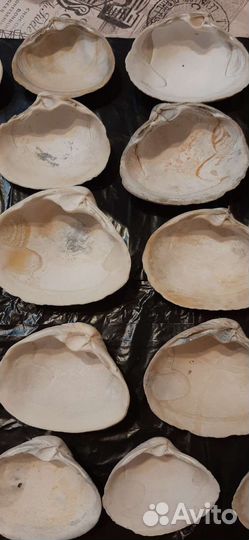 Ракушки для заливки свечей