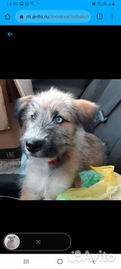 Передержка животных и птиц