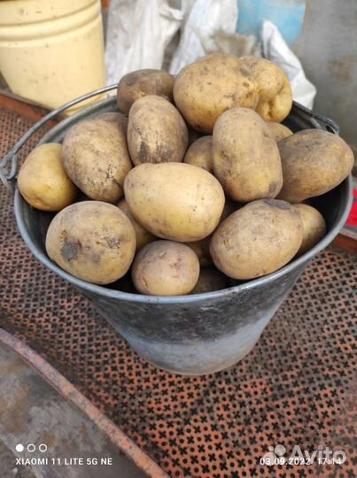 Картофель деревенский