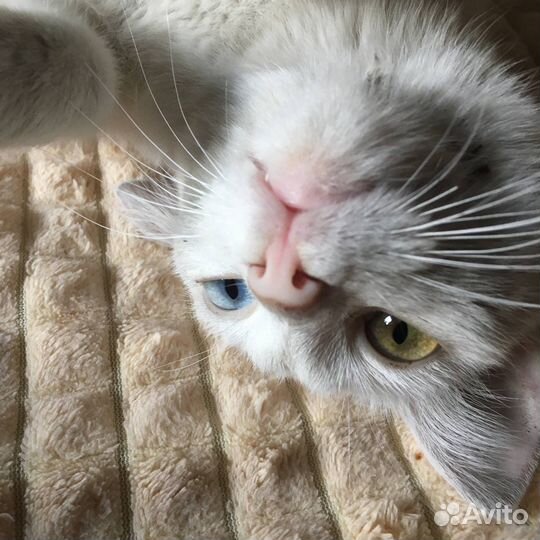Отдам кошку
