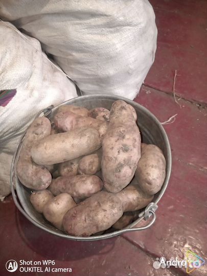 Продам картофель