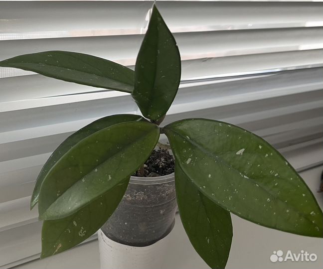 Толстянка,алое, хойя и др