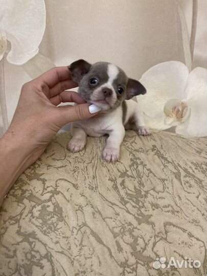 Чихуахуа мальчик