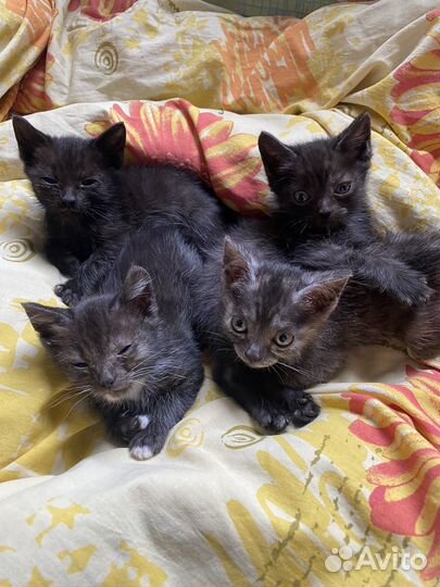 Котятки 7 комочков счастья