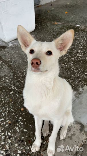 Собака в добрые руки