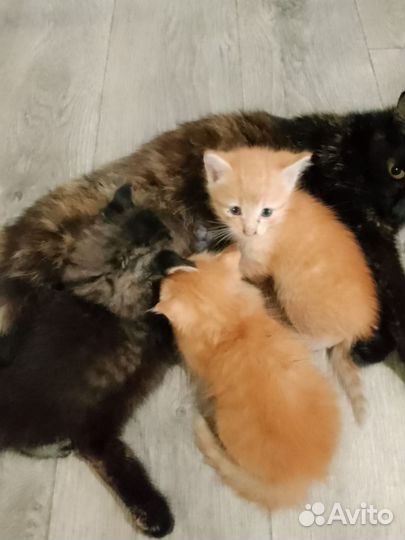 Котята в добрые руки