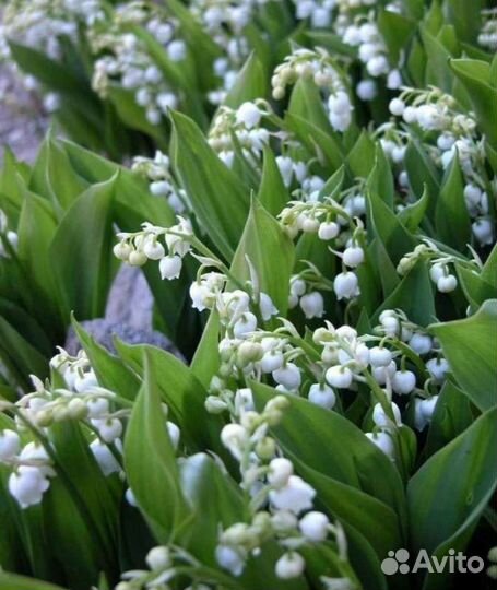 Многолетние цветы для сада