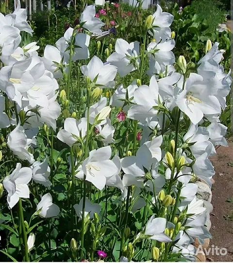 Девичий виноград, колокольчик,аконит,ромашка, мак