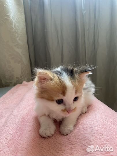 Кошка в добрые руки