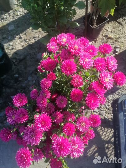 Для озеленения, украшения участков