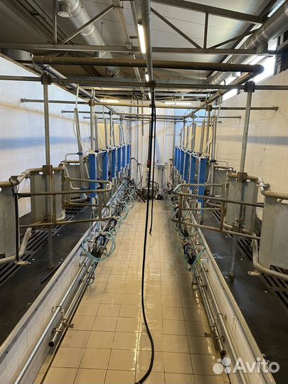 Животноводческая ферма крс молочного направления