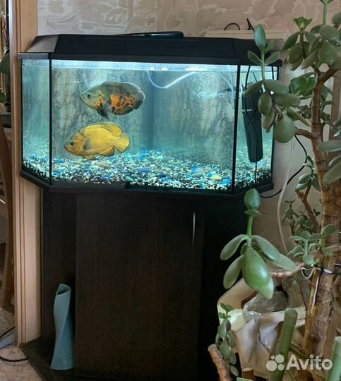 Аквариум