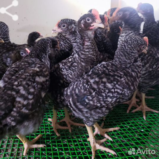 Подрощннные цыплята доминант 959,дс109