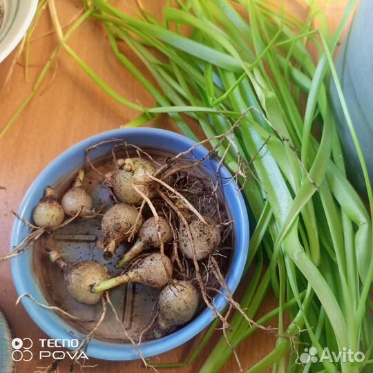 Индийский лук(Лечебный)