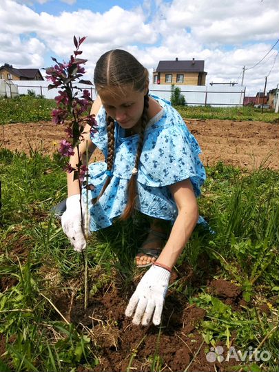 Саженцы дуба