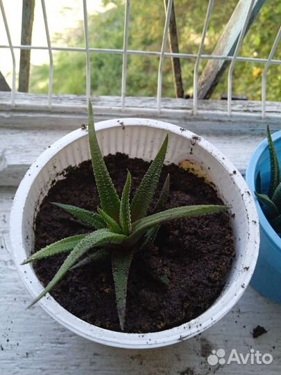 Комнатные растения