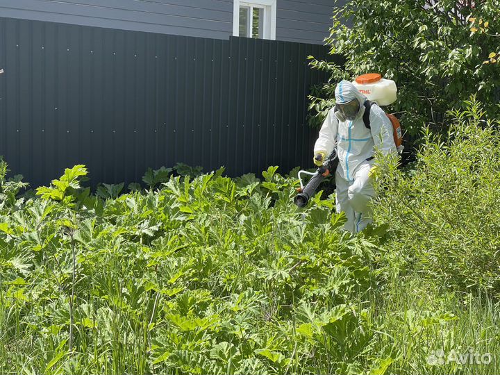 Уничтожение тараканов и клопов, Дезинсекция