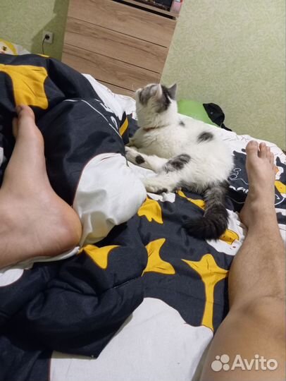 Котик в добрые руки