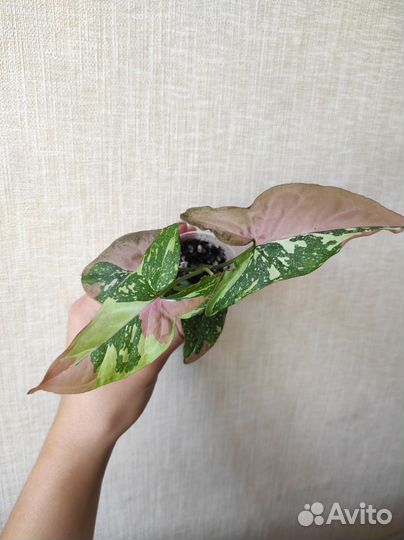 Сингониумы