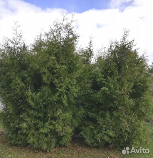 Саженцы туя дерево