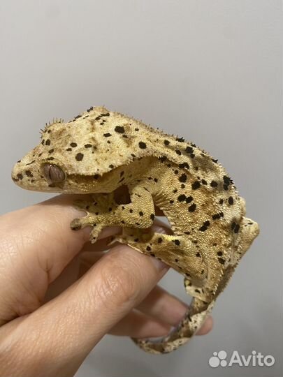 Реснитчатый бананоед