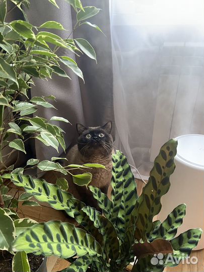 Шотландский котик вязка