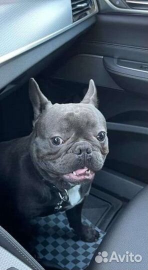 Маленькая собака