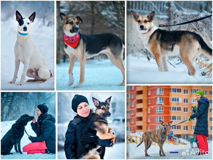 Щенок в добрые руки, собака в дар, отдам бесплатно