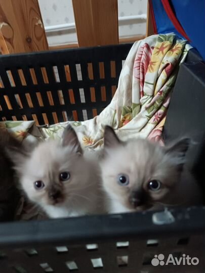 Котята невская маскарадная
